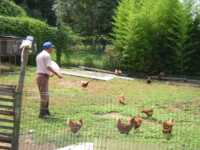 le galline dell'azienda